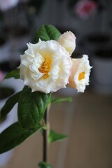 Yellow Camellia 
