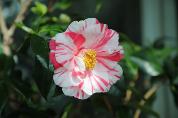 Red and White Camellia 