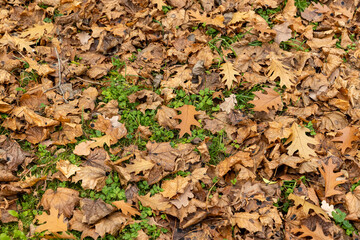 Dull orange foliage on trees in autumn cloudy weather