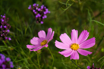 Obraz premium Beautiful nature Pinks flower on blurred background.