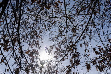 Branches of oak trees in the park in spring sunny weather