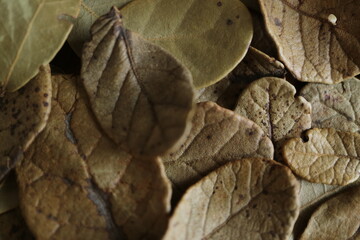 scattered leaves fallen leaves background material dead leaves