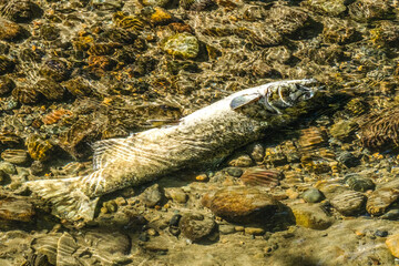 Dead Chinook Salmon Issaquah Creek Hatchery Washington State