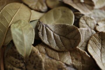 枯れ葉の背景素材　ドライフラワー　オーガニック
