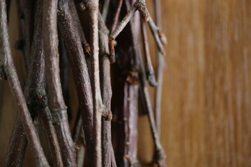 dead tree twig ,trees botanical background dried flower material