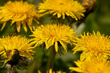 yellow blooming dandelions covered with water drops in the spring season