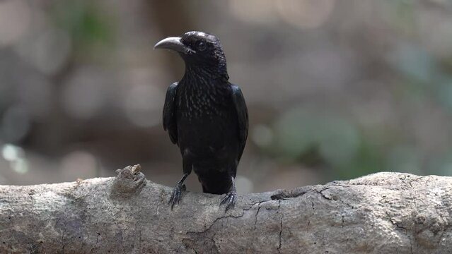Beautiful black bird, Greater Racket-tailed Drongo (Dicrurus paradiseus) drinking water in the pond.
