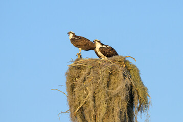 Two osprey sitting on a nest made of sticks and Spanish moss