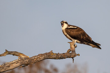 Osprey perched on a gnarled cypress branch