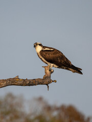 Osprey perched on a gnarled cypress branch