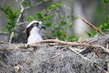 Exstreme close up of an osprey in a nest made of sticks and Spanish moss