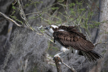 Osprey with ruffled feathers perched on a gnarled cypress branch