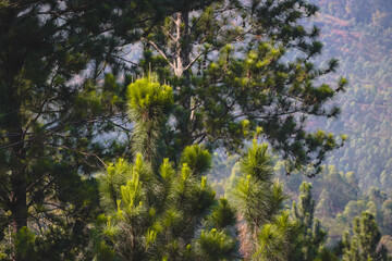 Forest of green pine trees on the mountainside