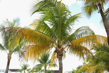 Fototapeta premium Symbolic of relaxation and paradise, tropical palm trees represent a vacation state of mind. They evoke feelings of escape, leisure, and exotic beauty