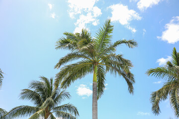 Symbolic of relaxation and paradise, tropical palm trees represent a vacation state of mind. They evoke feelings of escape, leisure, and exotic beauty