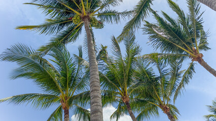 Symbolic of relaxation and paradise, tropical palm trees represent a vacation state of mind. They...