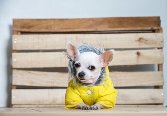 A small chihuahua dog with a smile on his face lies wearing a warm winter yellow coat and poses for the camera.