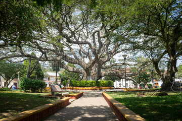 Fototapeta na wymiar Big and beautiful tree in the town park. Saman tree species. Charala, Santader, Colombia