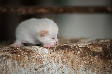 Little beautiful kitten in the farm room.