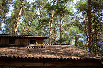 The roof of an old house in the forest.
