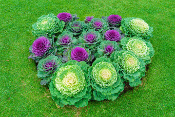 Composition of cabbage growing in the garden on a lawn