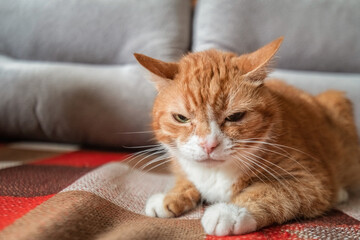 Portrait of a beautiful red cat on the carpet in the apartment.