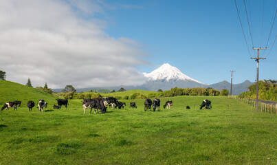 Cows grazing on the green paddock with Mt Taranaki in the distance. Power lines around the farm. New Plymouth.