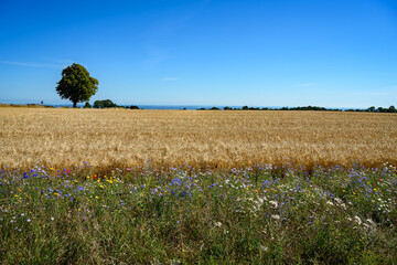 Blühstreifen neben einem Getreidefeld an der Küste von Bornholm bei Gudhjem, im Hintergrund die Ostsee - obrazy, fototapety, plakaty