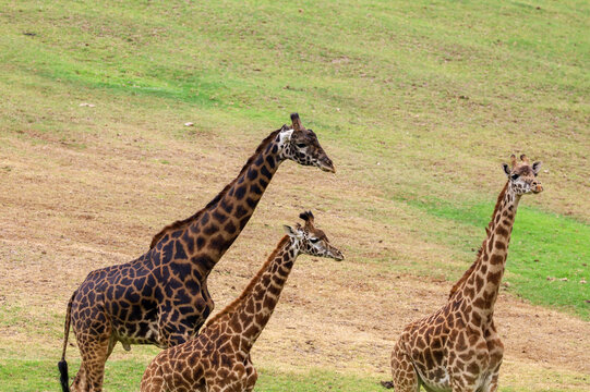Three giraffes hanging out together. Nature background.