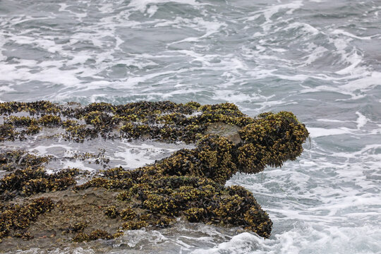 Tide pools on rock by the seashore with different types of crustaceans like mussels, barnacles, limpets and snails in La Jolla Cove, California USA.