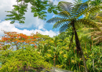 Fototapeta na wymiar Garden of the Sleeping Giant Viti Levu, Fiji