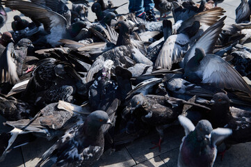 Top view group of rock pigeons or doves crowding the streets and public squares feeding on discarded food and bird seeds. Wild animals background