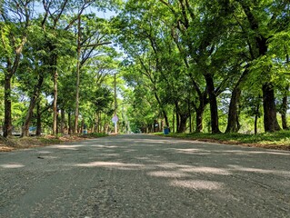 A Beautiful serene road with both side trees.Natural weather.