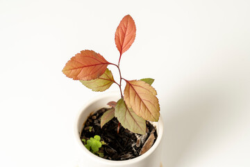 white background and small potted sprout
