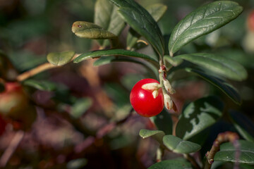 wild berries. Berries close-up. macro photography. Natural products. red forest berry