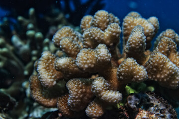 coral texture underwater background reef abstract sea