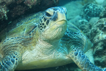 sea turtle underwater portrait tropical reef wildlife