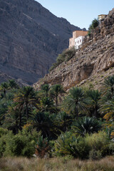 Fototapeta na wymiar Date Palm Plantation in Wadi Bani Khalid with mountain backdrop, Oman