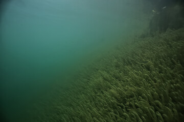 Fototapeta na wymiar underwater landscape green algae background abstract water