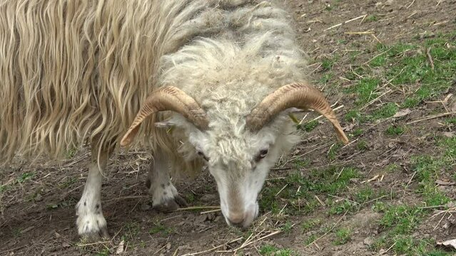 Wallachian sheep is grazing on the grass
