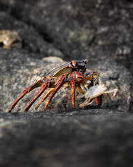Crab on a rock