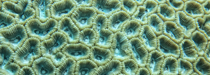 underwater background texture coral brain
