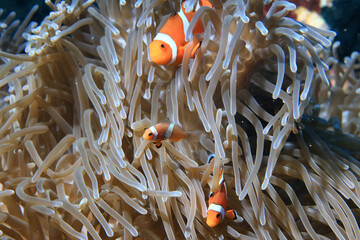small colorful coral fish on the reef underwater tropical wildlife
