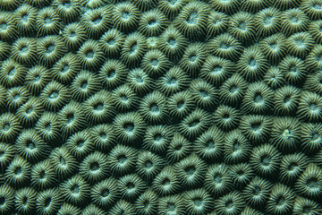 coral texture underwater background reef abstract sea