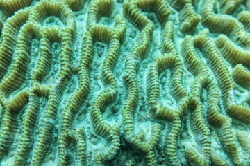 coral texture underwater background reef abstract sea