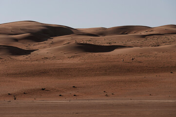 Fototapeta na wymiar Camels at a Desert Safari Camp