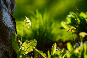 Bright green leaves of different plants.
