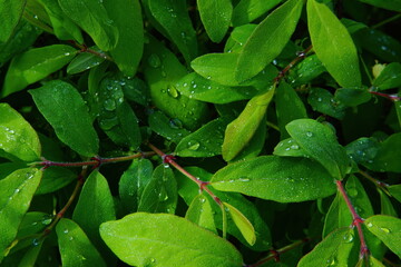 Green bright spring honeysuckle leaves. - obrazy, fototapety, plakaty