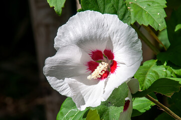 Sydney Australia, white and red flower of a hibiscus syriacus 'Red Heart'