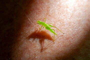 Sydney Australia, small grasshopper like insect on hairy human arm